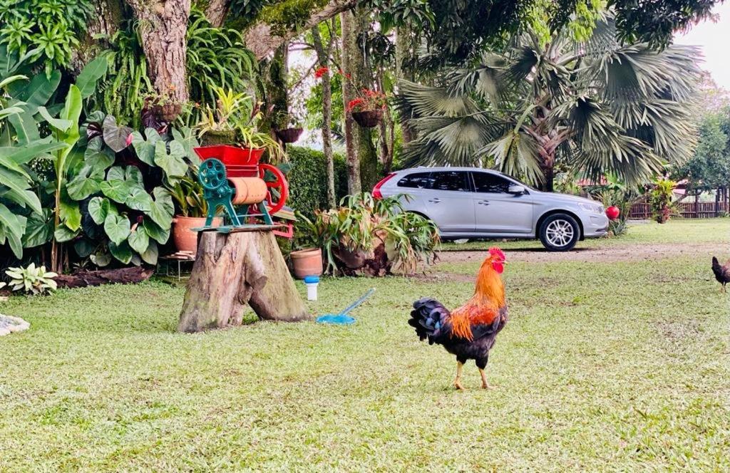 Finca Hotel El Laurel - Parque Del Cafe Montenegro Dış mekan fotoğraf